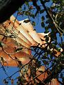 2008-10-11_Tiverton_Trustom 061